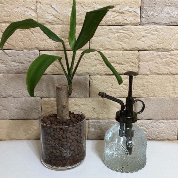 ディフェンバキアのハイドロカルチャーでの育て方、成長記録。観葉植物•ハイドロボール室内ガーデニング