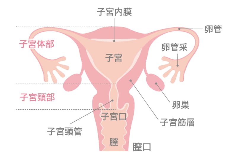 女性の性感帯と前戯の大切さ オーガズムを感じるために必要な前期 | BLOOMING FLOUR