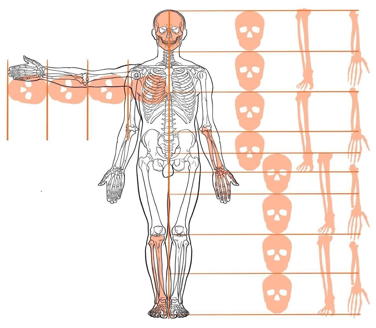 首から下が化け物になる人へ 身体の比率について - トニーのブログ