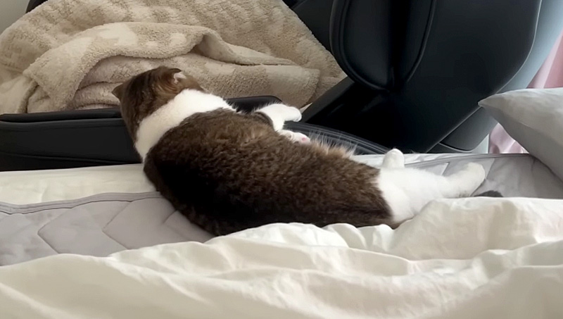 ふて寝する猫のかわいさと内職の合間の癒し