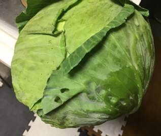 キャベツの病気と害虫症状の特徴と防除方法やまむファーム