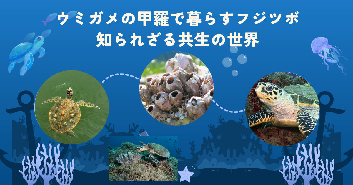 寄生性フジツボ類の新種 Kakui 2024 Keiichi Kakui