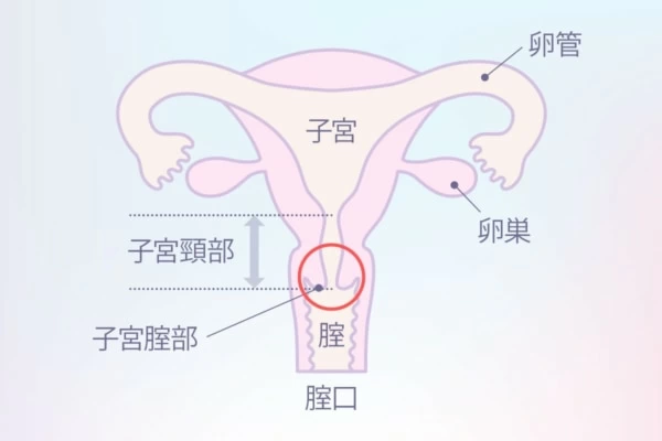 女性の性感帯 | 紳士淑女が集う裏の遊び場