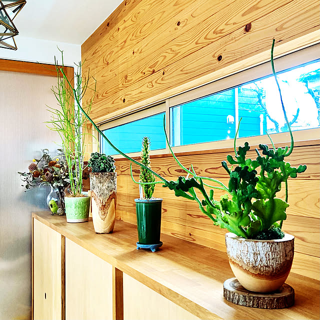 ダ*プ様 ユーフォルビア6点セット ③ PLANCHU 観葉植物 ユーフォルビア セドロルム 4号樹脂鉢 ダークグレー サスティー付き 受け皿付き育て方説明書付き Euphorbia cedrorum オンコクラータ 多肉植物 -観葉植物専門店 プランチュ - プレゼント＆ギフトのギフトモール