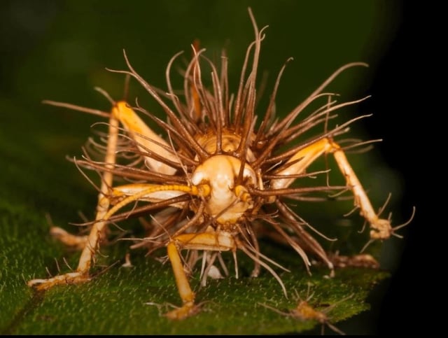 第52回 冬虫夏草とは？フシギな成り立ちと効能、飲み方薬剤師のエナジーチャージ 薬＋読