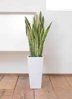 サンスベリアの育て方 肥料を正しく与えて元気に育てようグリーンラブログ