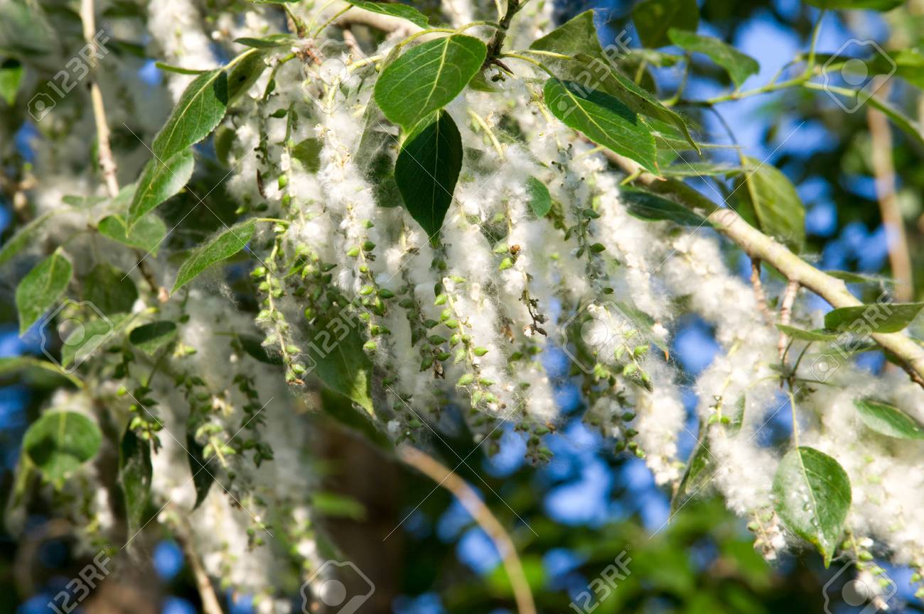 花粉症公式 アルバアレルギークリニック札幌のアレルギー・アトピー・かゆみの治療ならアルバアレルギークリニック