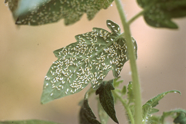 ヒマワリ黒斑病香川県