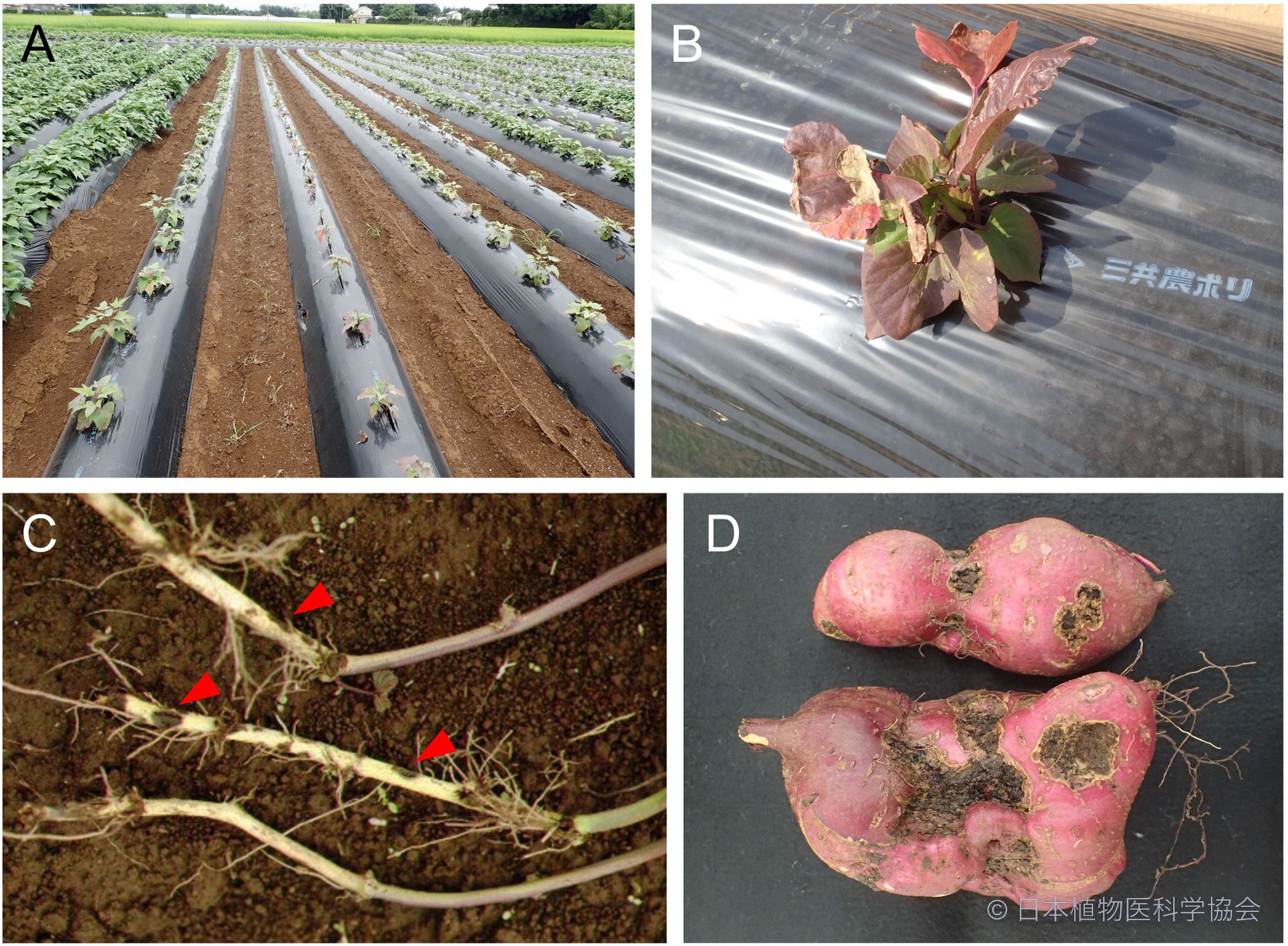 さつまいものツルを来年用に残しておく方法ササミさん。投資と園芸の勉強会 - 楽天ブログ