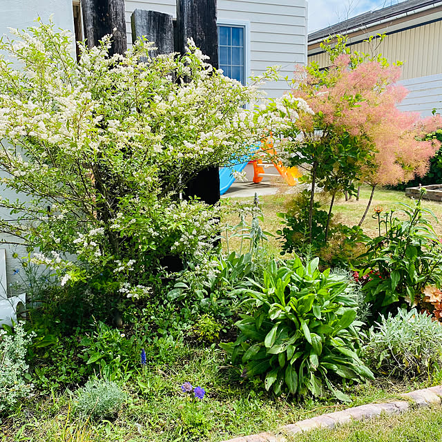 スモークツリーの育て方 ふわふわの花を楽しむための栽培のコツ植物とあなたをつなぐPlantia