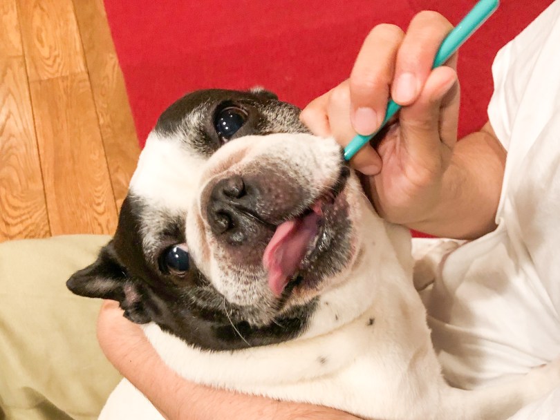 犬の歯磨き 歯石ケア の方法について│物産アニマルヘルス株式会社