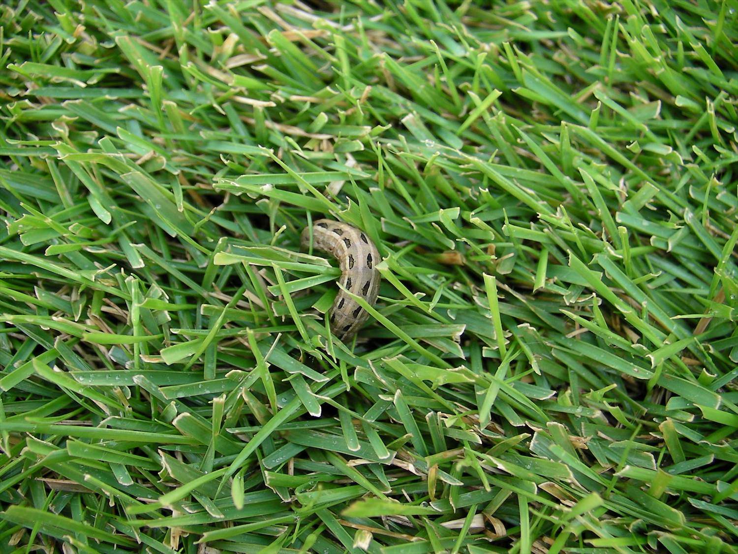 人工芝のデメリット「虫」の発生は水はけと雑草対策で予防可能！生活110番