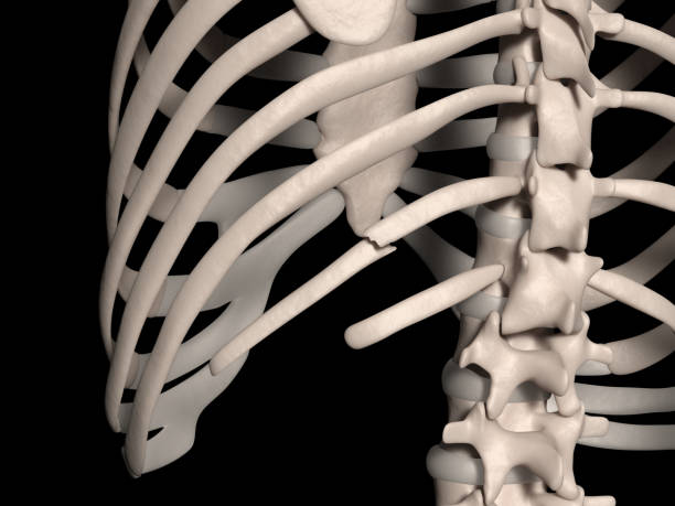 全身の骨格 － 肋骨・胸骨 - 名古屋市西区の椎間板ヘルニア・腰痛整体 AandK Therapy Studio