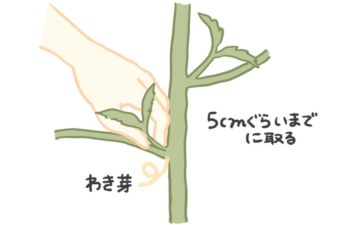 家庭菜園初心者向け講座『トマトの剪定方法』・1本仕立て編化学肥料と農薬に頼らず自然でやさしい美味しさに育つ『炭素循環農法』で野菜を栽培している農家のブログ