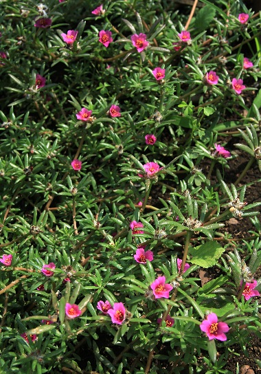 ヒメマツバボタン スベリヒユ科 素人植物図鑑