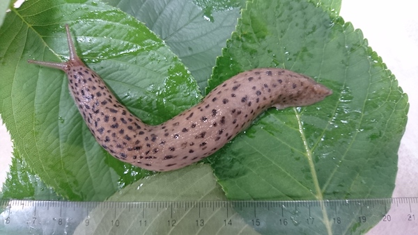 神秘のなまめかしさ。妖艶でアクロバティックなナメクジの交尾映像2023年5月7日- エキサイトニュース