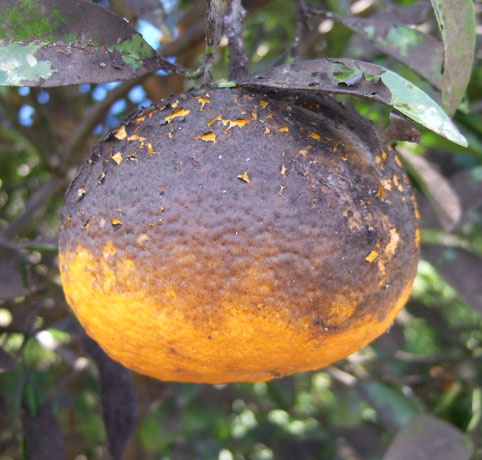 無農薬スプレー 病害虫予防 野菜用 1本 900mLFERME フェルム通販モノタロウ