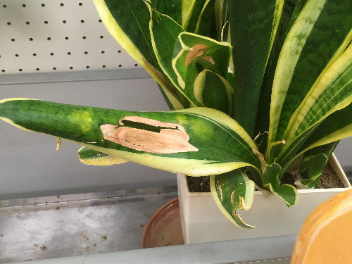 観葉植物サンスベリアの育て方や植えかえ方法とは植物とあなたをつなぐPlantia