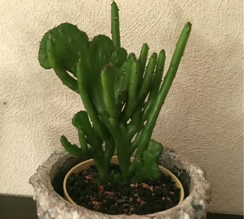 ご無沙汰しております。🙇🏻 久しぶりの投稿です。 我が家のユーフォルビアオンコクラータ水と日光不足が原因だと思うけど、グニャグニャに伸びてしまた。😅 剪定すべきか、このまま育てようか、めちゃ悩んでます。😅😅😅ユーフォルビア多肉植物観葉植物植物の