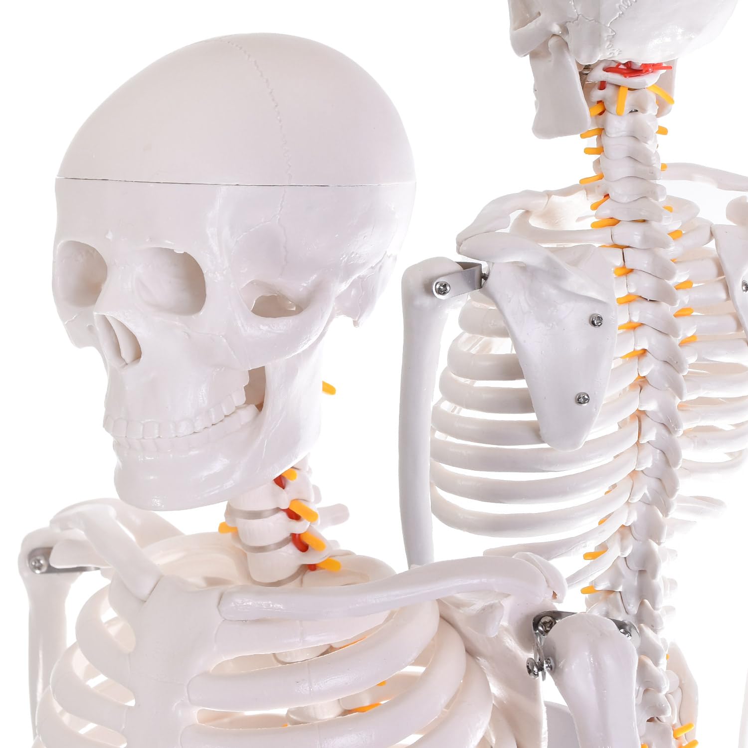 Amazon.co.jp: SUDOO 骨模型 全身 等身大 人体模型 170cm 骨格模型 高精度 神経根有り 全身 骨格標本 骸骨模型 人骨模型ガイコツ 靭帯 スタンド付き 教材 医学 大学 病院 研究室 整体院 鍼灸院 : 産業・研究開発用品