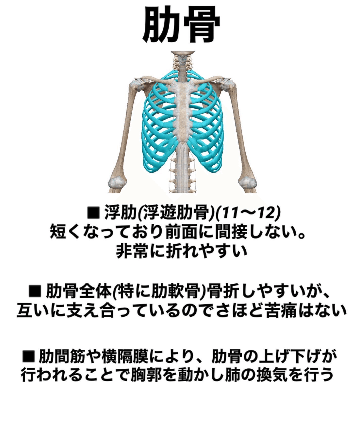 全身の骨格 － 肋骨・胸骨 - 名古屋市西区の椎間板ヘルニア・腰痛整体 AandK Therapy Studio