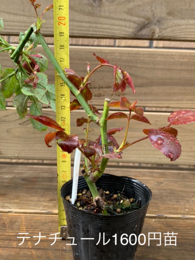 保存版 バラの挿し木の全て満花今日