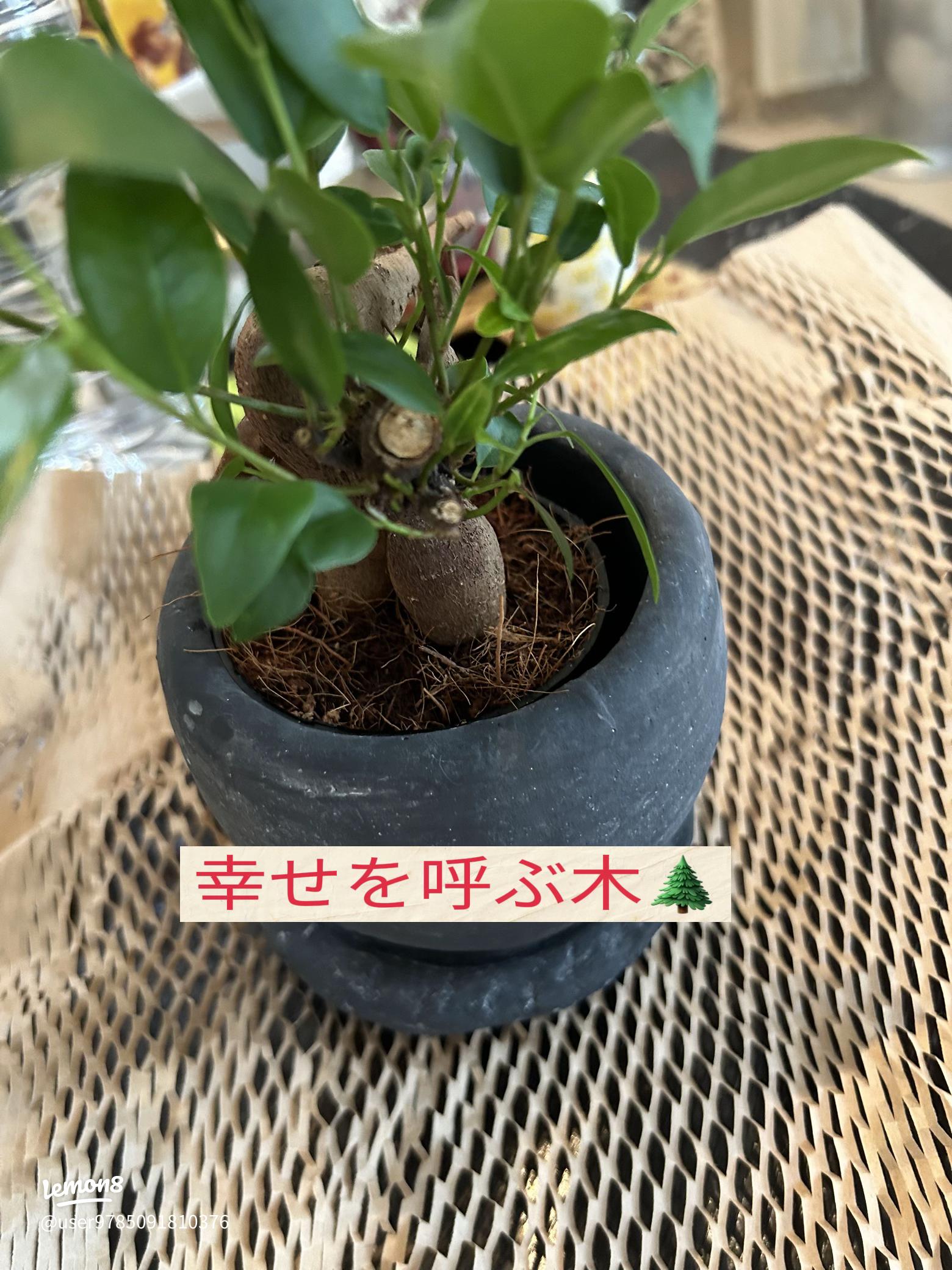 ガジュマルの風水効果とは？おすすめの置き場所から方角まで解説！ – 東京寿園