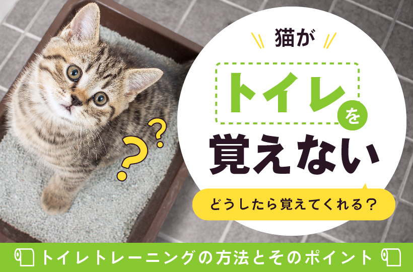 猫トイレ掃除で使う洗剤でおすすめは？丸洗いの頻度や方法についても解説！ノアルブログ