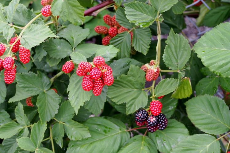 桑の実 マルベリー の効能や効果栄養はある？食べられるの？HORTI by GreenSnap