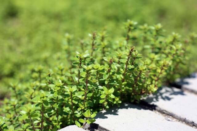 クリーピングタイムを植えてはいけない理由と後悔しない育て方まとめ