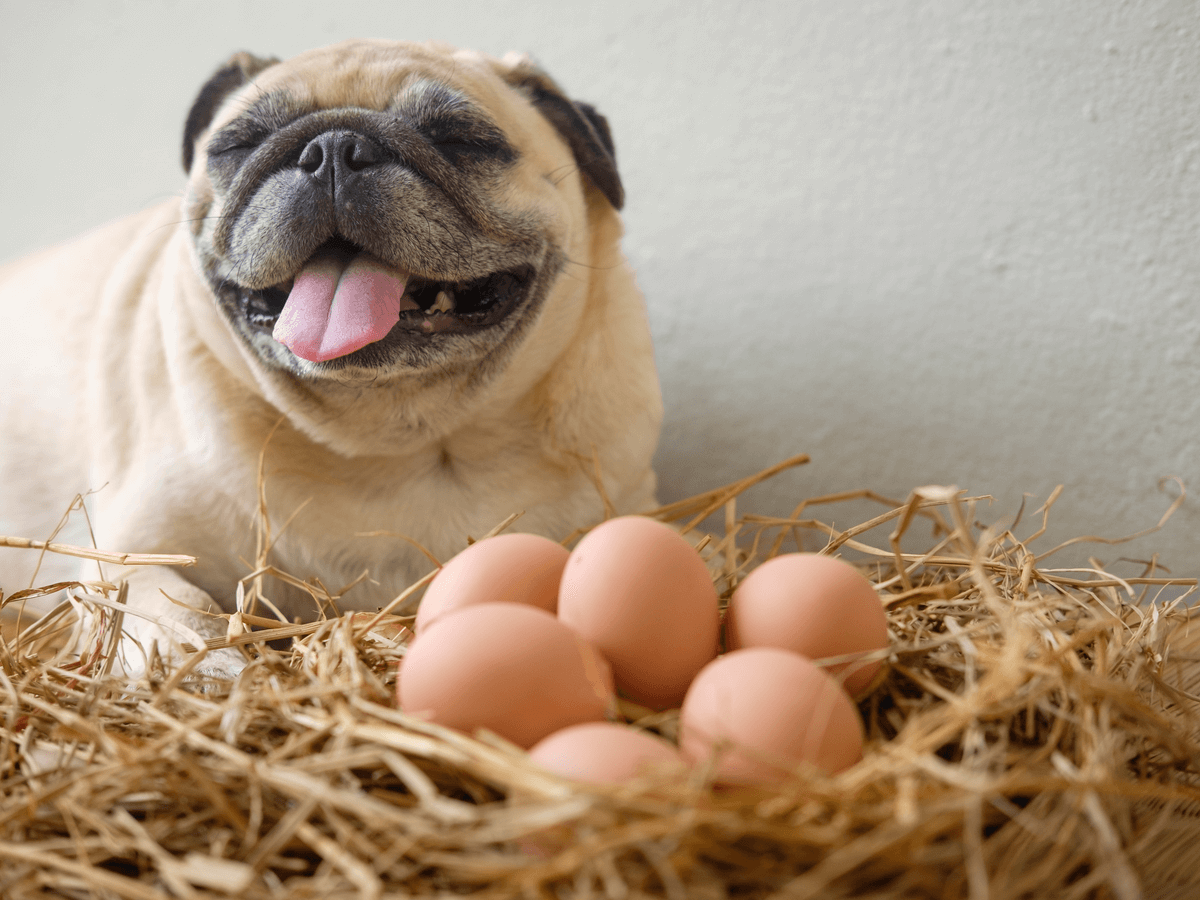 卵の殻は巣の外へまるはばのブログ