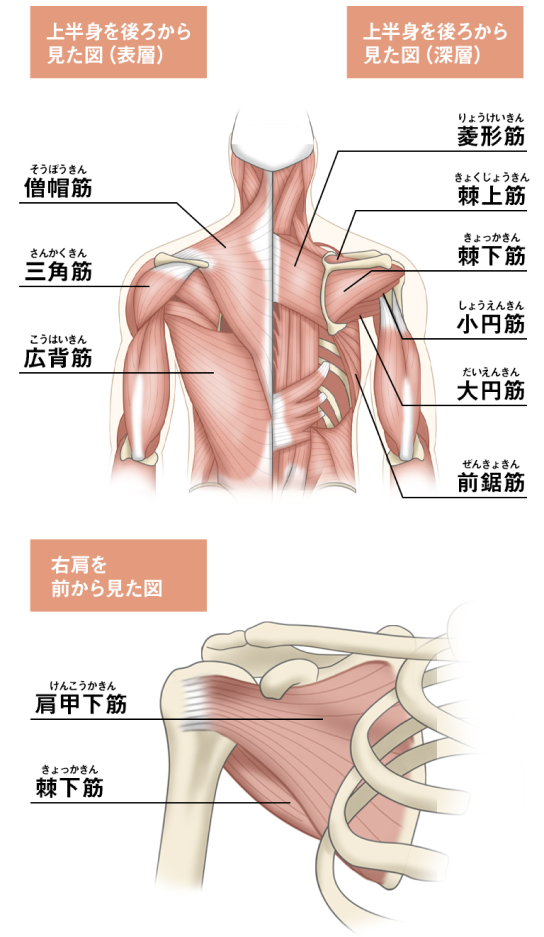 首のトレーニング7選 自重・器具など様々なやり方を図解で紹介！ – ごぶカク