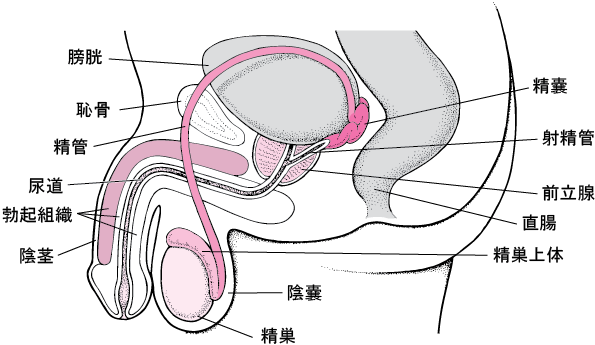 BL同人誌】深酒したフェリクスにフェラされ我慢できなくなったシルヴァンは、押し倒し結合部を撮影しイチャラブアナルセックス【ファイアーエムブレム風花雪月】  | BLアーカイブ