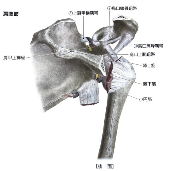 小円筋を触察するためのランドマークリハビリお役立ち情報FUNDA-REHA BLOG