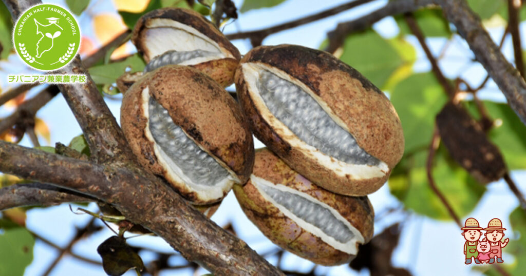 アケビの糖質とカロリーが1秒でわかる！ダイエット向き？はると3ヵ月で-10kg 食べ痩せ