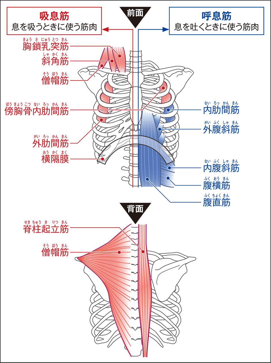 呼吸の仕組み」わかりやすくイラストで解説 呼吸の働きの実験- 小6理科ゆみねこの教科書