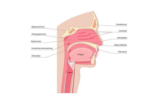 喉の仕組みのイラスト素材7142478- PIXTA