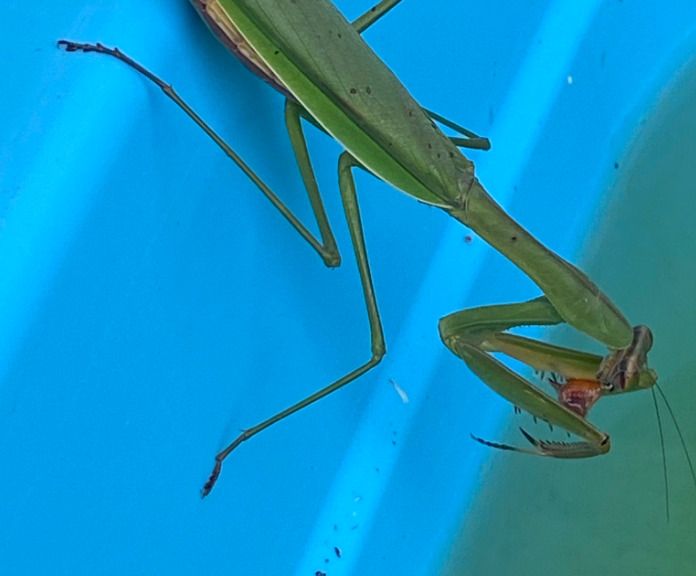 メダカの天敵水生昆虫や魚類、甲殻類まで、メダカを襲う天敵メダカのおうち