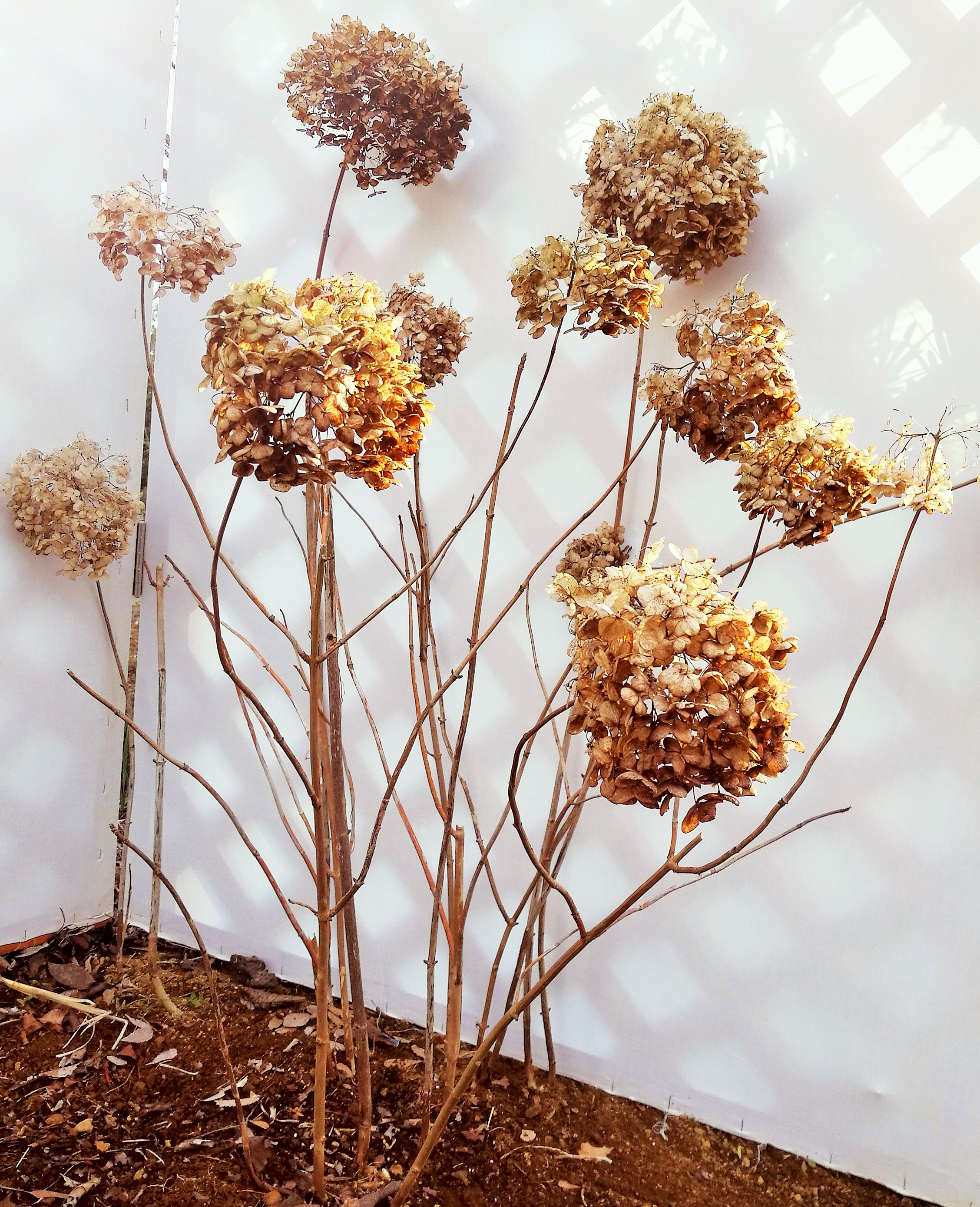 紫陽花の剪定時期は花が終わったら！小さくしたいときはどこを切る