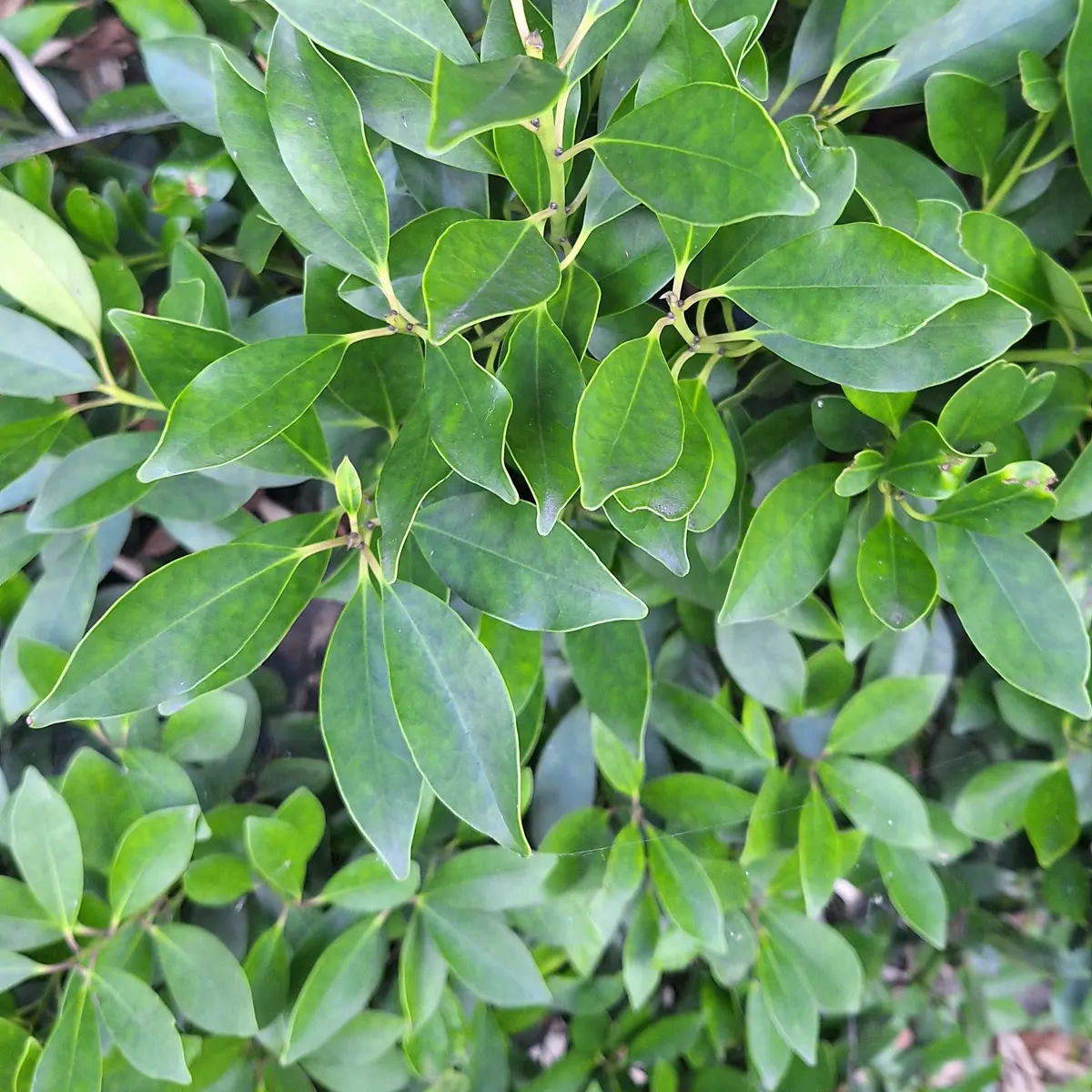 すす病完治！プロが教える葉が黒くなった時の治し方と対策 有料級- YouTube