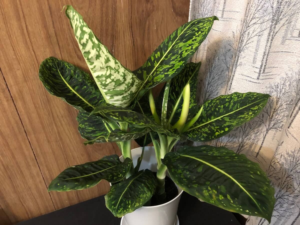 Dieffenbachia 'Cheetah' ディフェンバキア 'チーター' 🔋濃い緑と薄い緑の迷彩柄にスポットでランダムに白い斑点模様が入る美しいディフェンバキア置き場明るい半日陰直射日光が当たらないようにレースのカーテン越しの柔らかい光がさすようにするか少し窓から