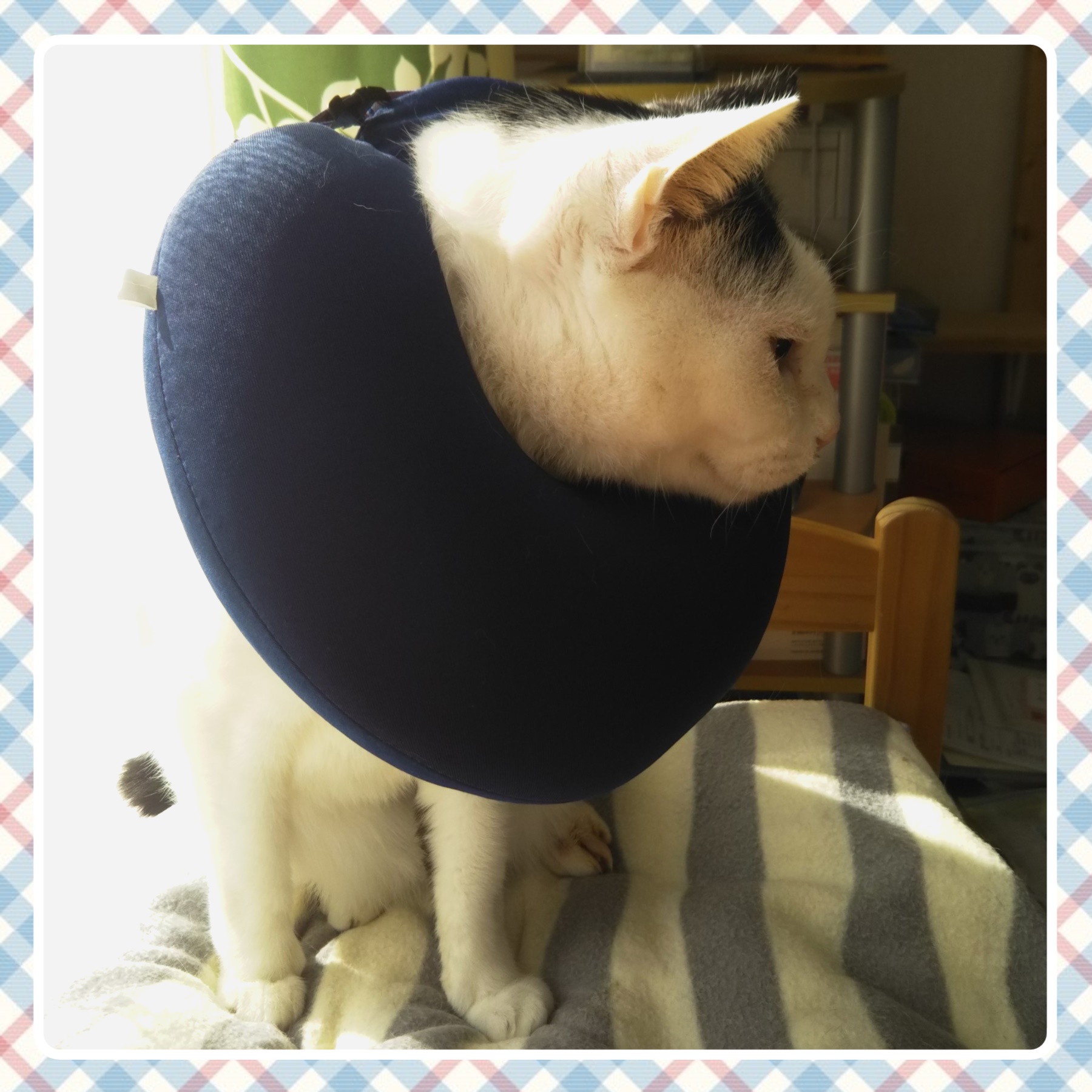 ☆船堀インコ☆ ふなぼりいんこ 🐥🔮＋占いんこ on X: 