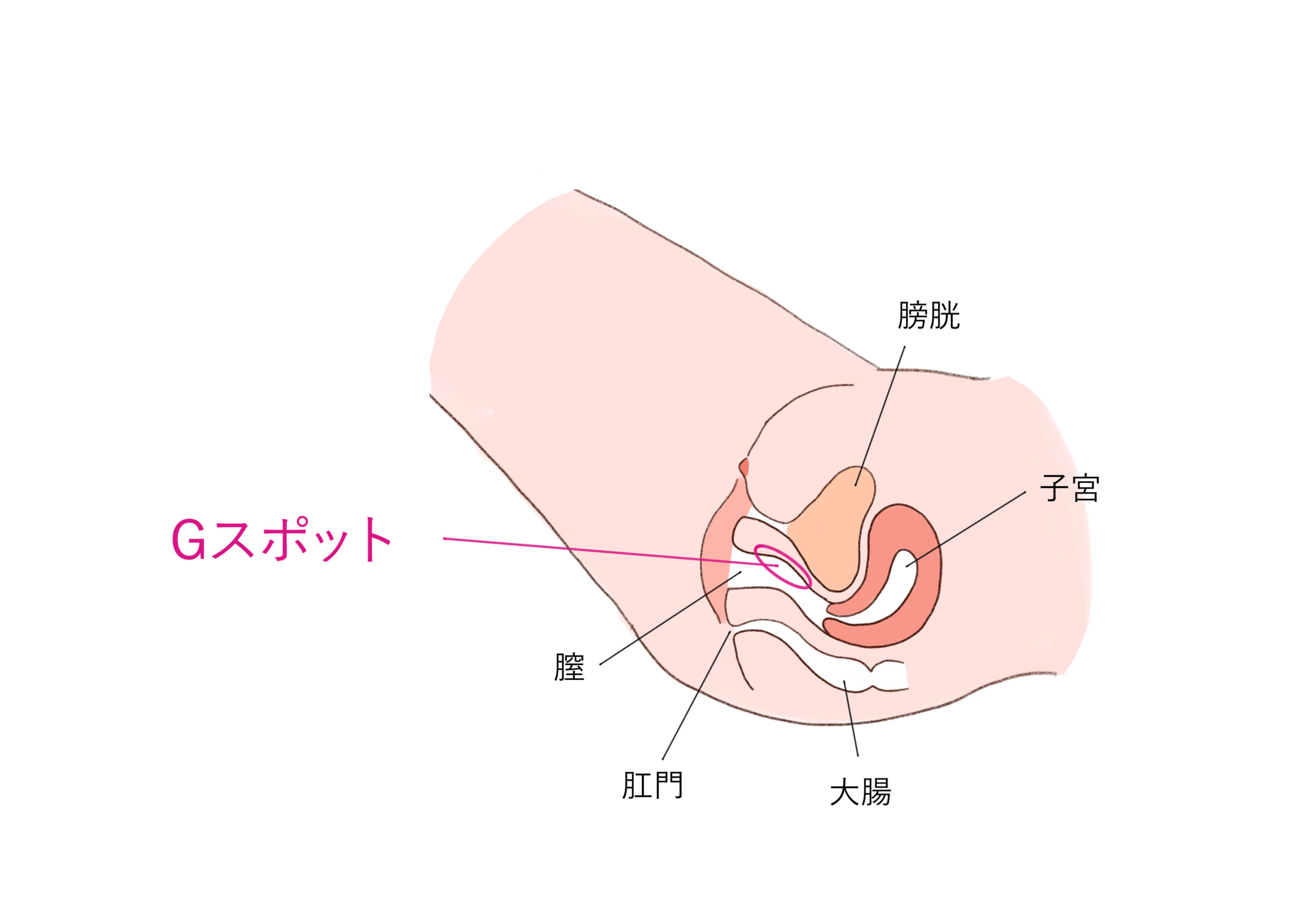 女性を悶絶させるセックステクニックをAV女優が伝授 – メンズ形成外科 | 青山セレス&船橋中央クリニック