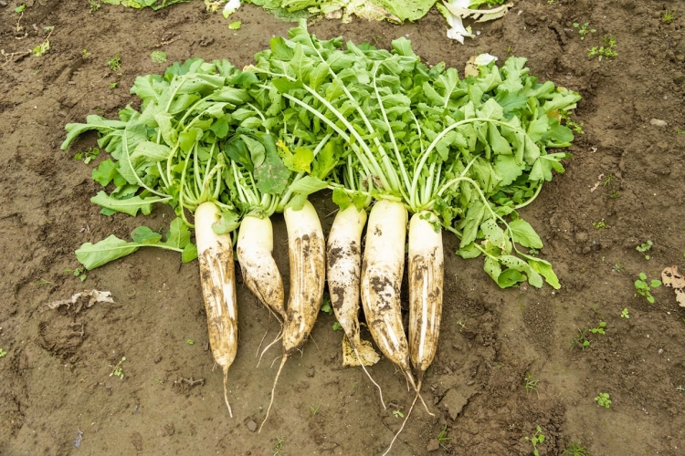 大根の病気? - 気分しだいで食べりゃんせ♪