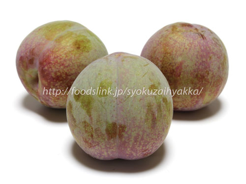 すもも 地植え の育て方KINCHO園芸