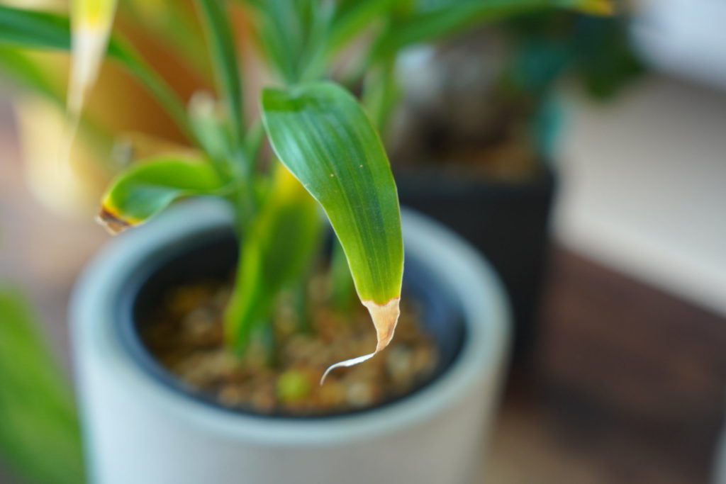 葉が黄色・茶色になったアイビー、諦めるのはまだ早い！ ハイドロカルチャー管理メモ 8– しぜんfan