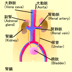 腎臓の解剖 画像注意！: Web247