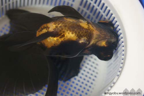 金魚の転覆病が治らない場合の対処方法 環境作りが重要です- きんぎょりうむ