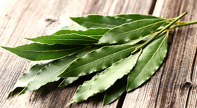 枝もの図鑑 ユーカリ花言葉・出回り時期・花もち・飾り方切花情報サイト ハナラボノート