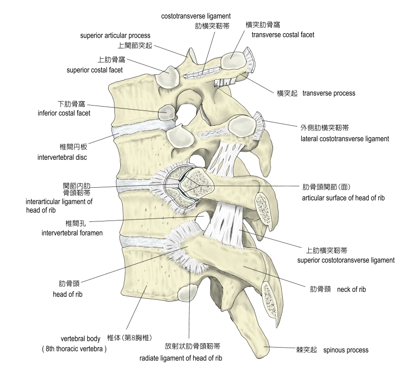 背中の痛み 背部痛│とくやま徒手療法研究所・施術院